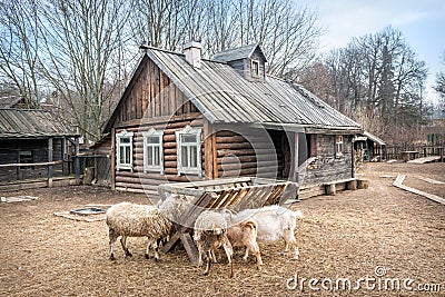 Scenery of an old log house with goats and sheeps Stock Photo